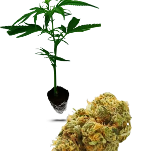 AK 47 (25/75)