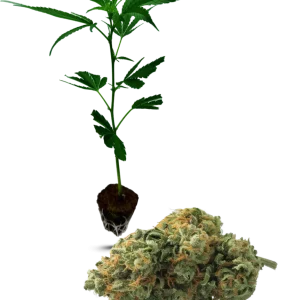 Amnesia CoreCut (30/70)