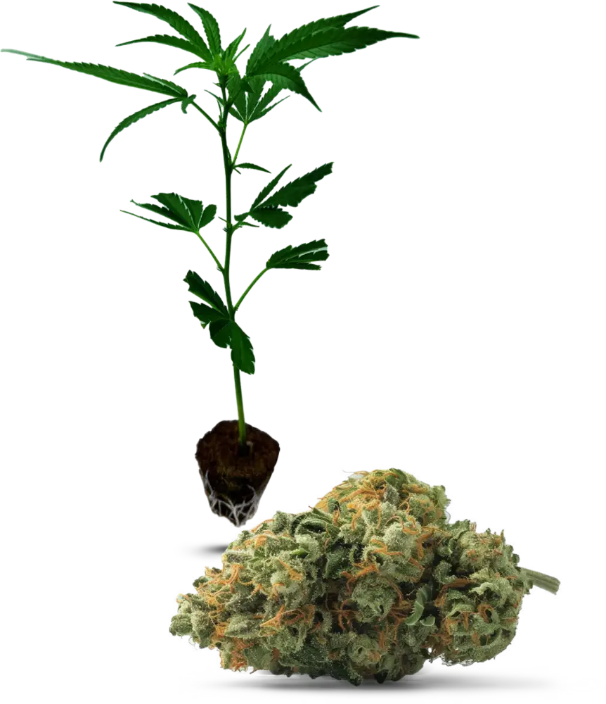 Amnesia CoreCut (30/70)