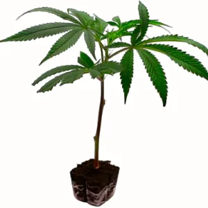 Amnesia Haze Fast