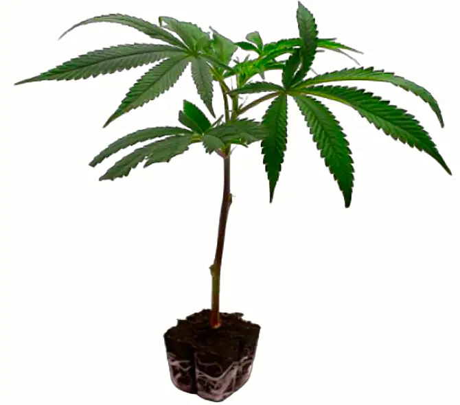 Amnesia Haze Fast