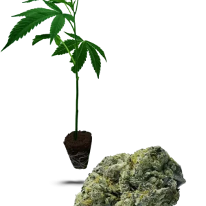 Black Cherry Punch (90/10)