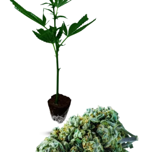 Blue Cheese