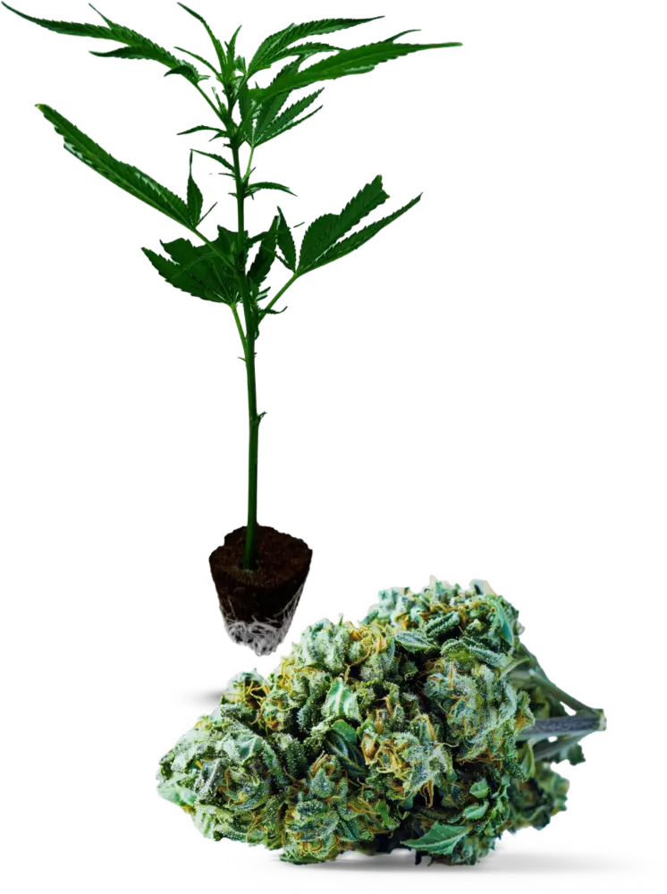 Blue Cheese