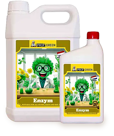 Enzym