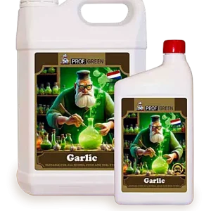 Garlic