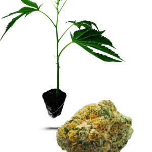 Girl Scout Cookies