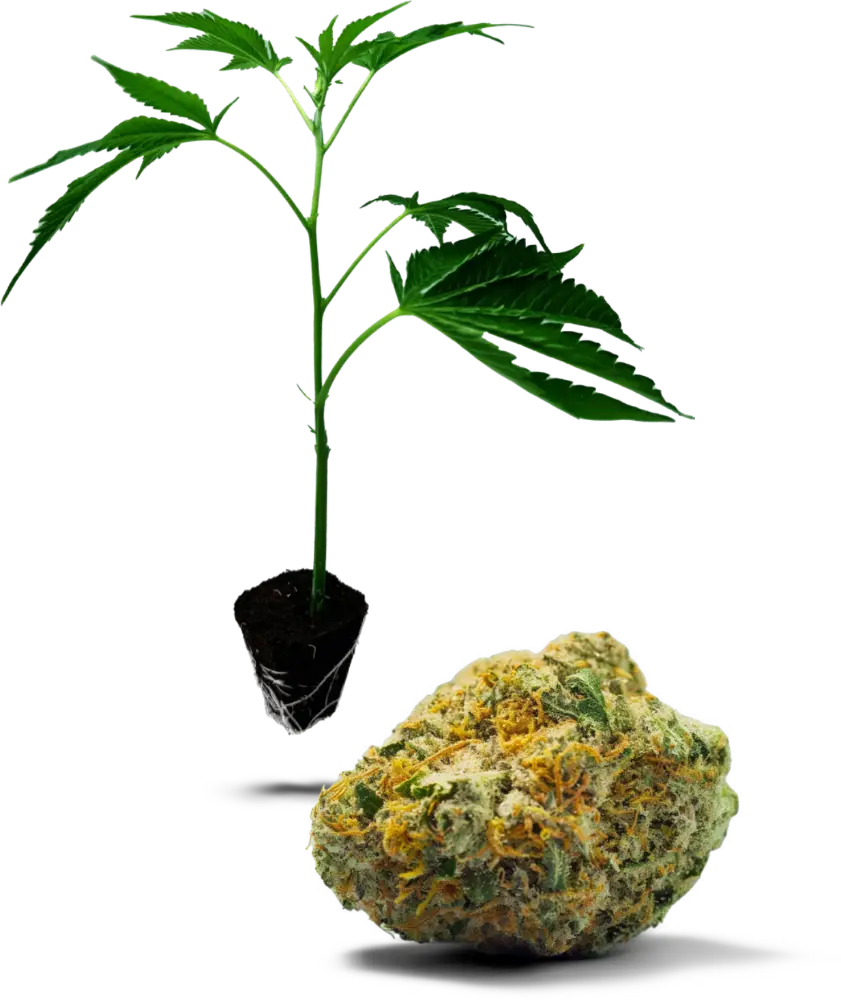 Girl Scout Cookies