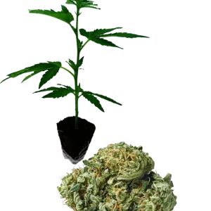 Gorilla Glue (60/40)