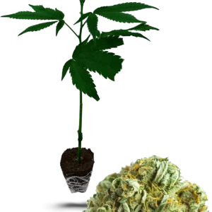 Holy Grail Kush