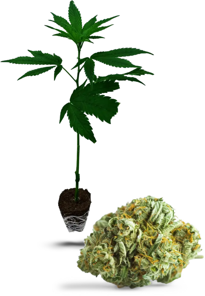 Holy Grail Kush