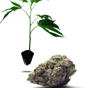 Lemon Thai Amnesia