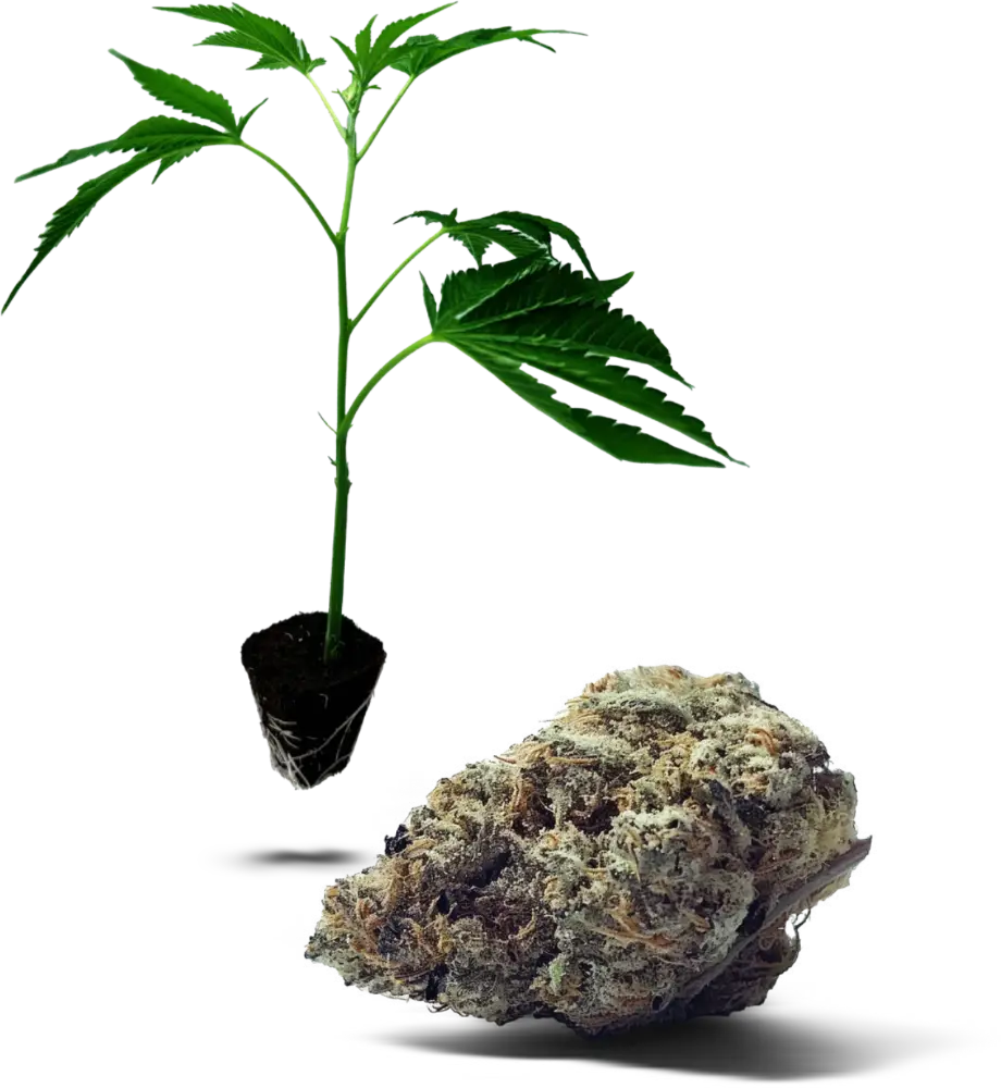 Lemon Thai Amnesia