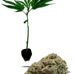 Lemon Zkittle 40/60