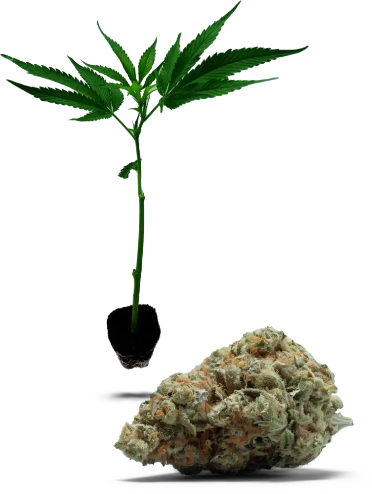 Lemon Zkittle 40/60
