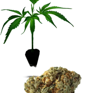 Lilac Cookies