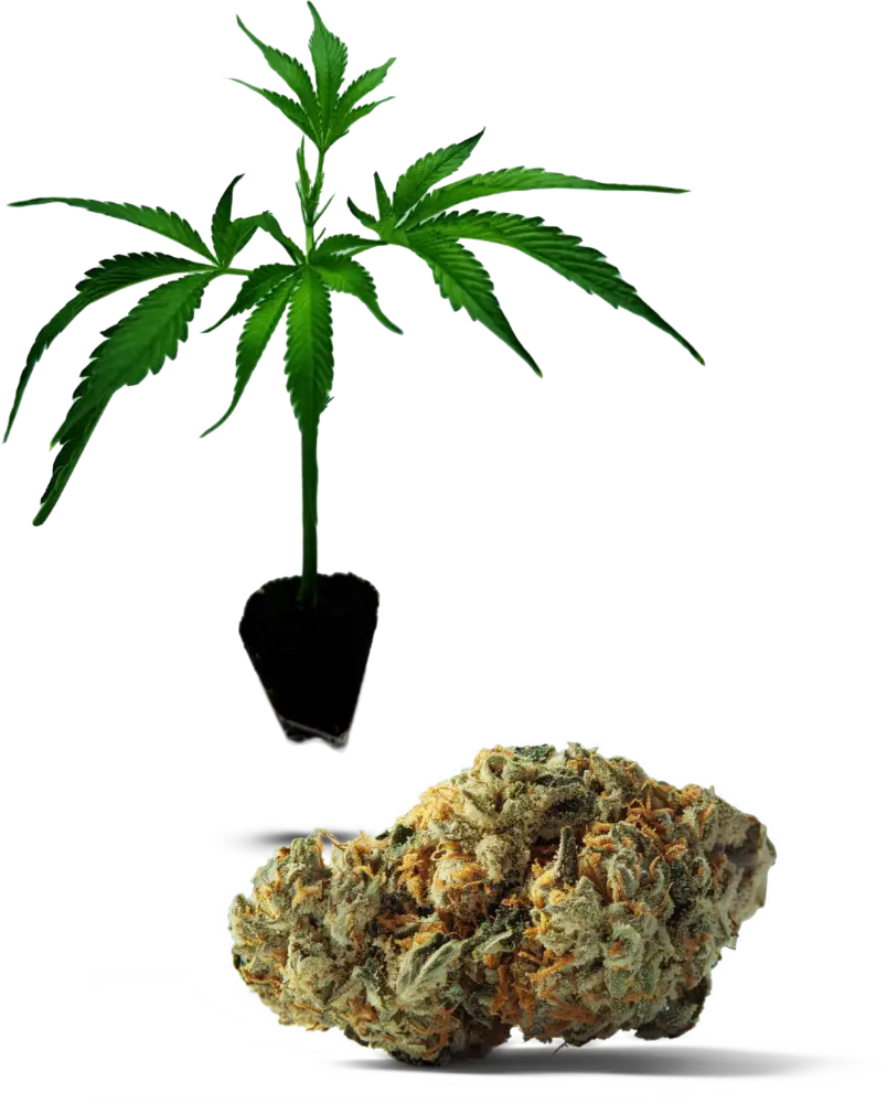 Lilac Cookies
