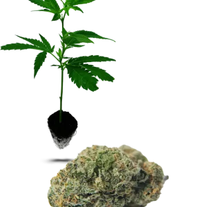 OG Kush