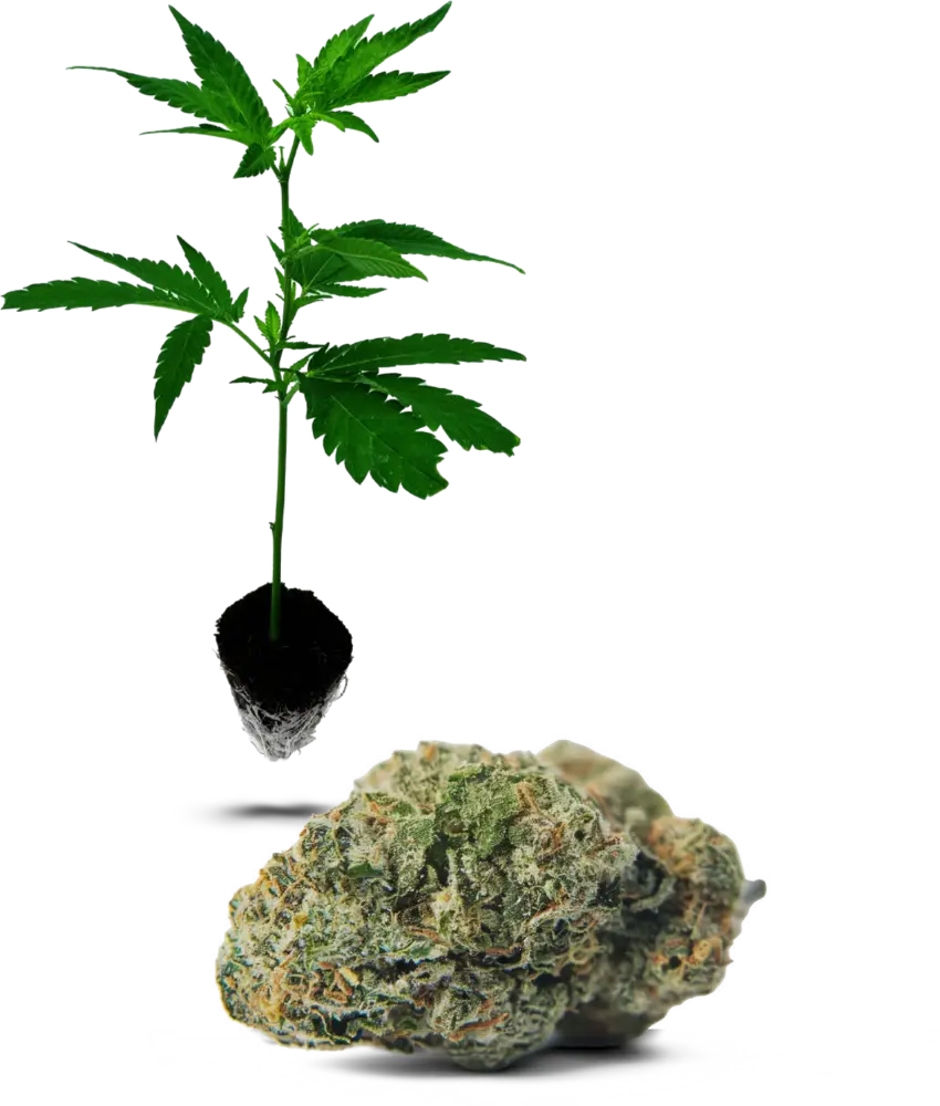 OG Kush