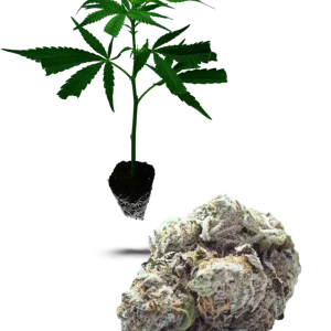 Peyote Cookies