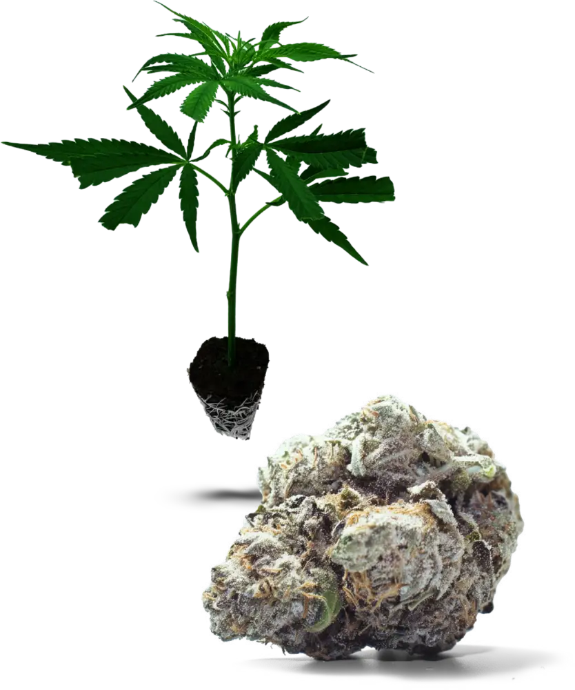 Peyote Cookies