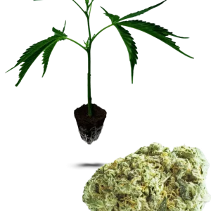 Super Silver Haze