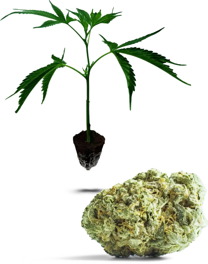 Super Silver Haze
