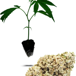 White Russian