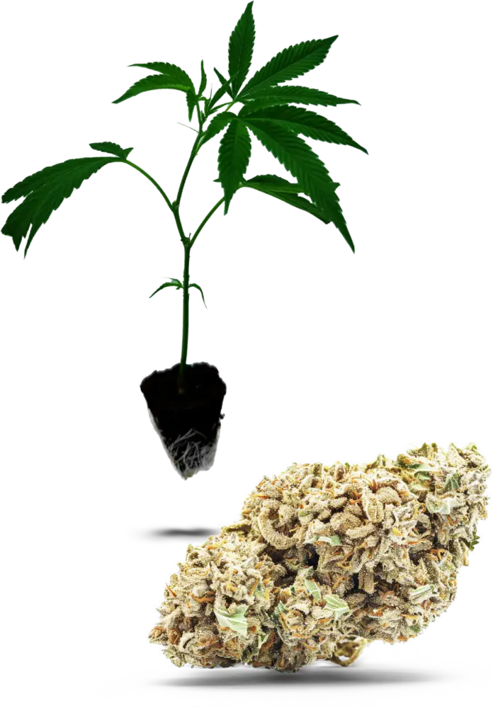 White Russian