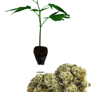 White Widow