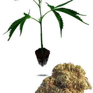 Zookies (50/50)
