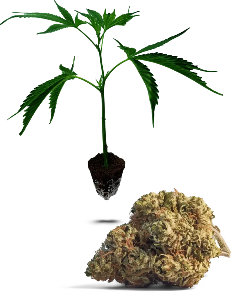 Zookies (50/50)